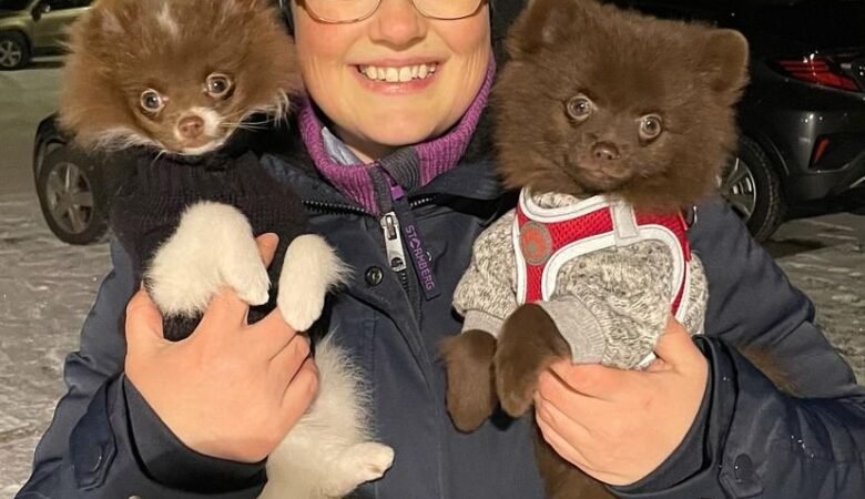 Find Miniature Pomeranian Puppies for Sale in Georgia: Top 5 Locations