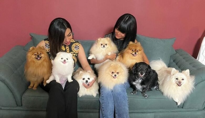 Find Miniature Pomeranian Puppies for Sale in Utah: Top 5 Locations