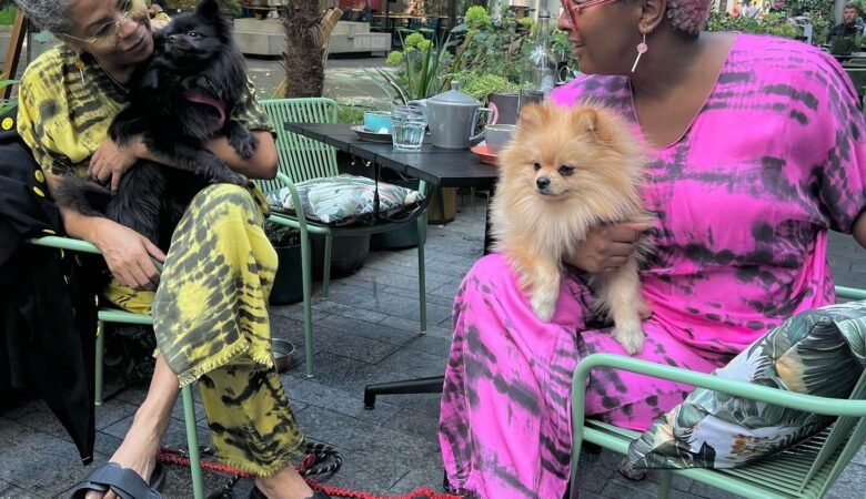 Teacup Pomeranian Puppies for Sale in West Virginia: Top 5 Locations Today