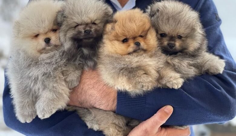 Pomeranian Puppies for Sale in Nashville TN: Your Guide to Finding the Perfect Pomeranian