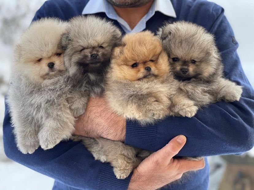 Pomeranian Puppies for Sale in Nashville TN