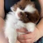 Where can I find reputable breeders for Pomeranian puppies in Alaska