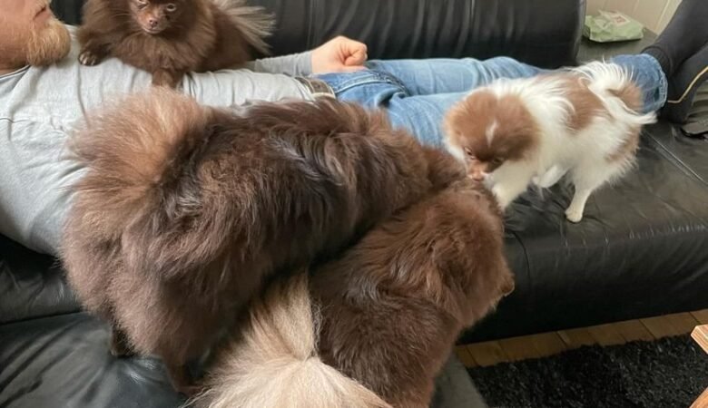 Where to Buy Dapple Dachshund in Sweden: 5 Top Spots!