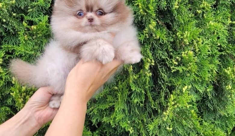 Find Miniature Pomeranian Puppies for Sale in Oklahoma: Top 5 Locations
