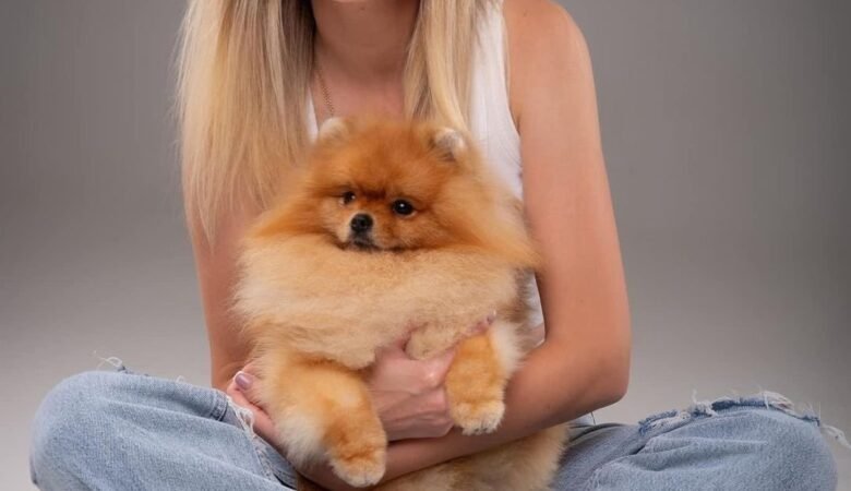 Where to Buy Pomeranian Puppies for Sale in Vermont: Top 7 Locations