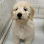 Local Goldendoodle Puppies for Sale