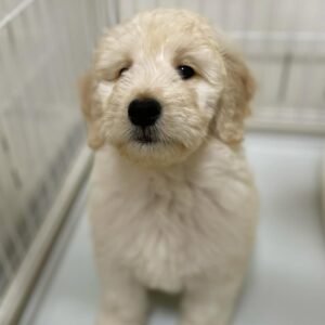 Local Goldendoodle Puppies for Sale