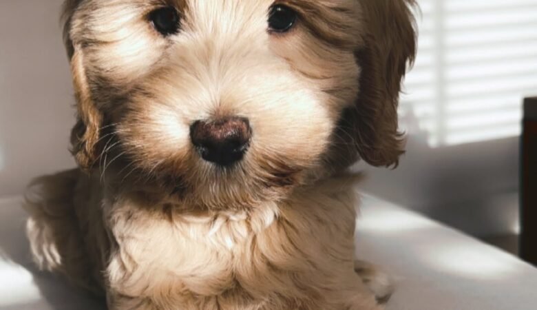 Luna, Female f1b mini labradoodle