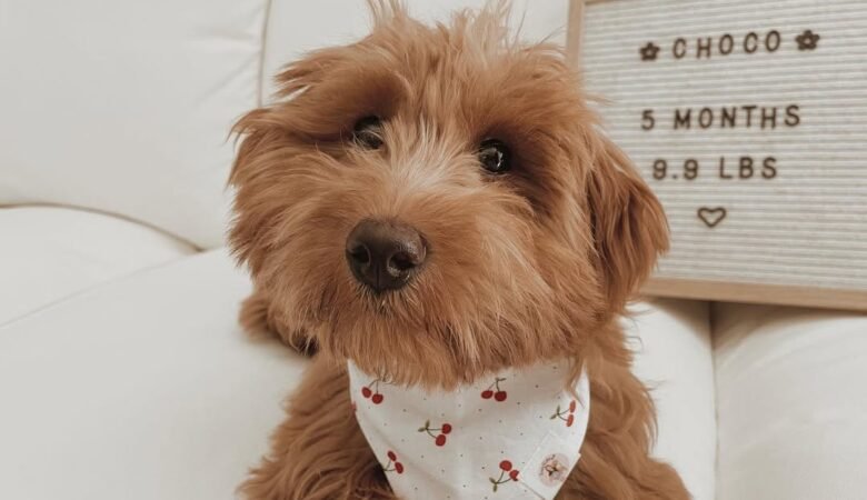 Choco, Female f1b mini Goldendoodle