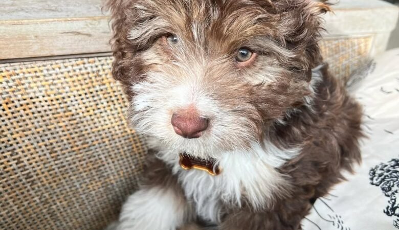 Tokyo, Female f1 mini Aussiedoodle