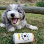 F3 Aussiedoodle Puppies for Sale