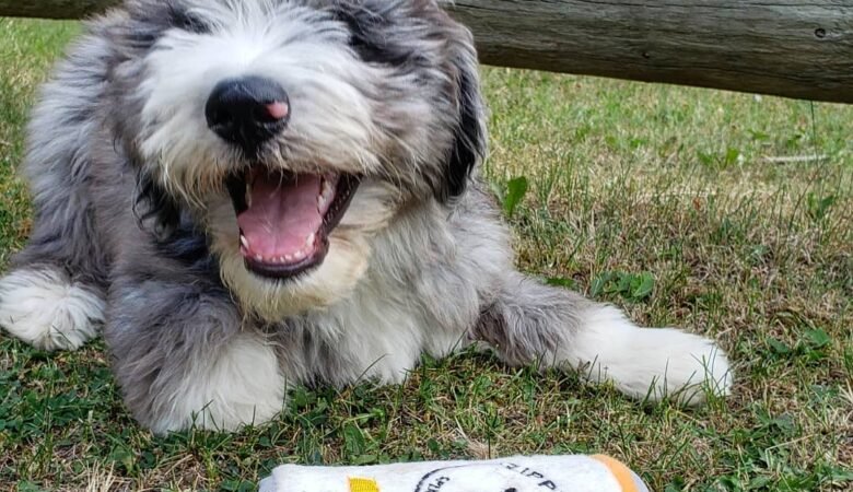 Rusty, Female f1b mini Aussiedoodle