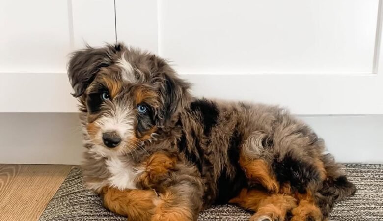 Mochi, Female f1 mini Aussiedoodle