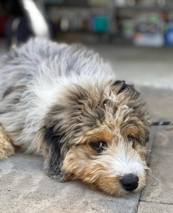 standard aussiedoodle puppies for sale near me