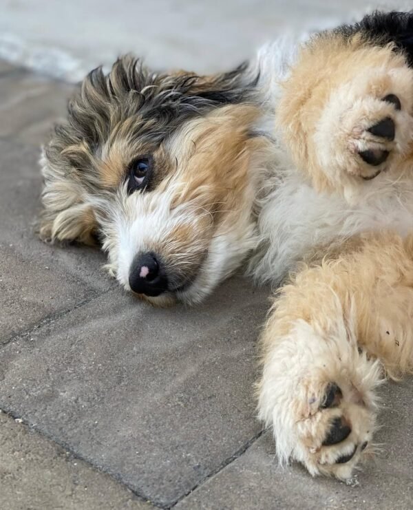 standard aussiedoodle puppies for sale near me