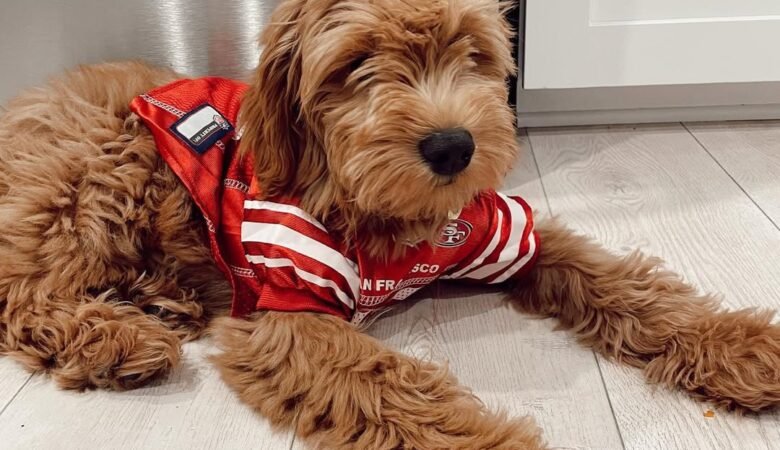 Happy, Male f1 mini Goldendoodle