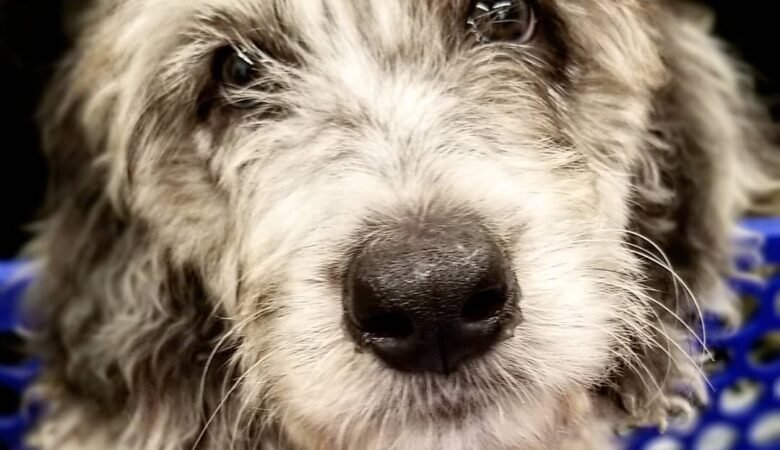 Manny, Male f1b standard Aussiedoodle