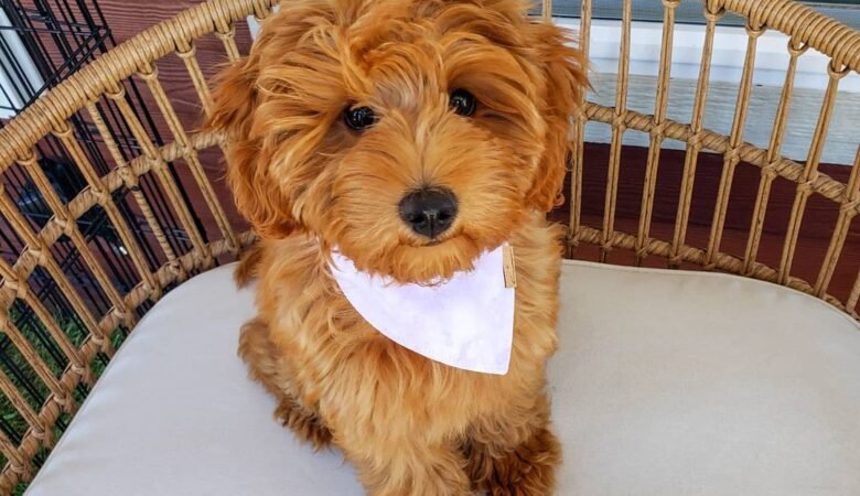 Goldie, f2b Female mini Goldendoodle