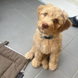 Medium Labradoodle Puppies for Sale