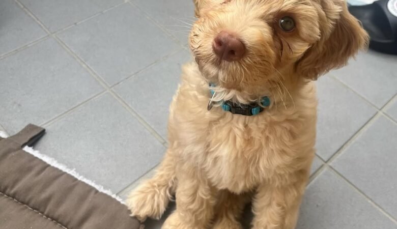 J A X, Male f1 mini labradoodle