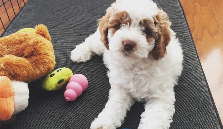 Dude, Male f1 mini labradoodle