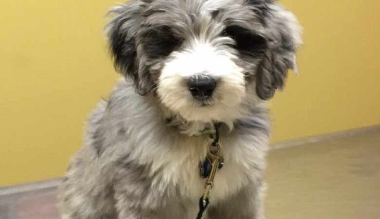 Odis, Female f1b mini Aussiedoodle