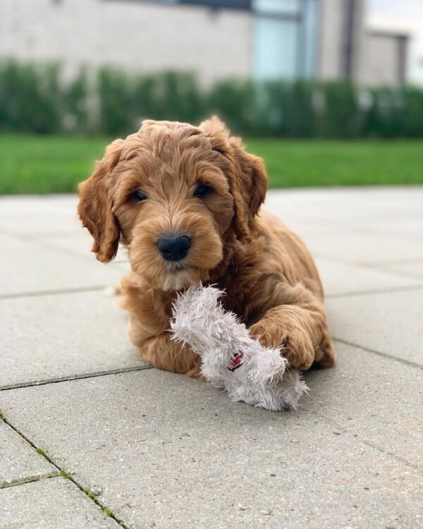 AKC Goldendoodle Puppies for Sale