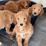 AKC Goldendoodle Puppies for Sale