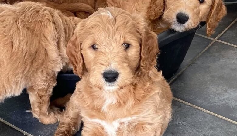 Hermann, Male, f3 standard Goldendoodle