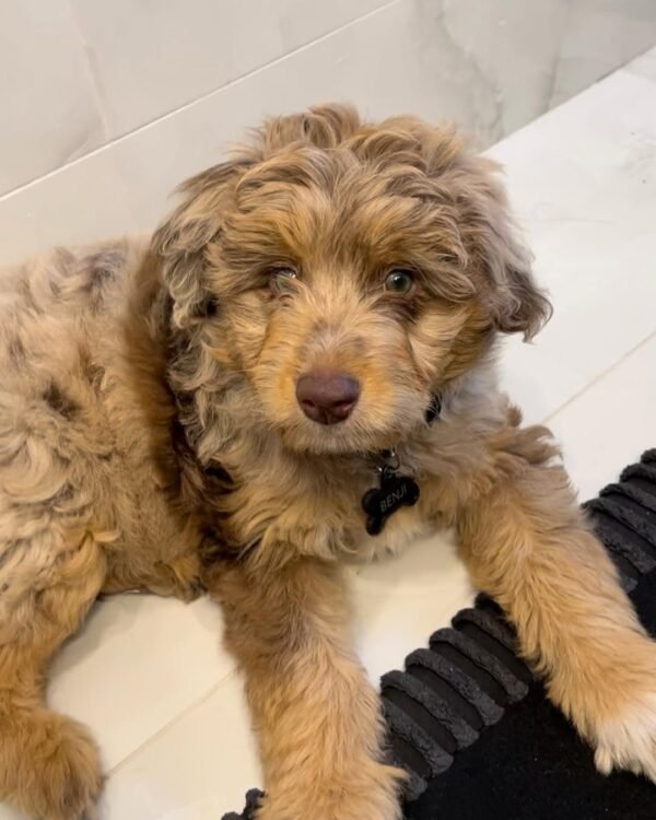 aussiedoodle puppies for sale near me