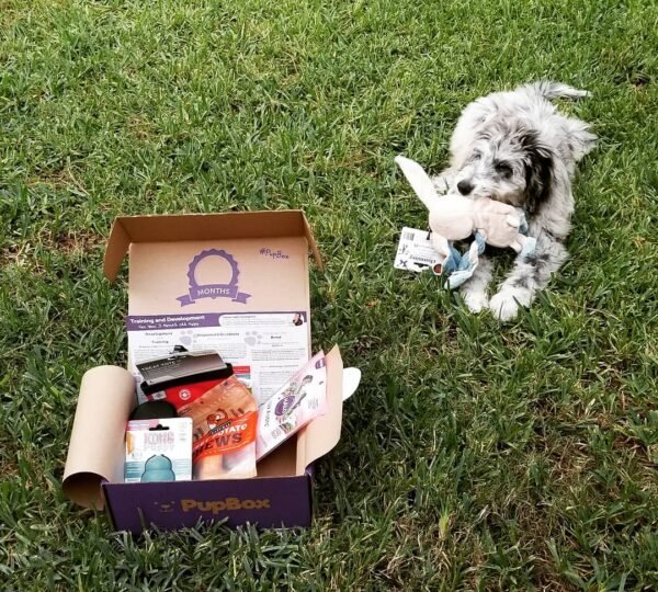 black aussiedoodle puppies for sale