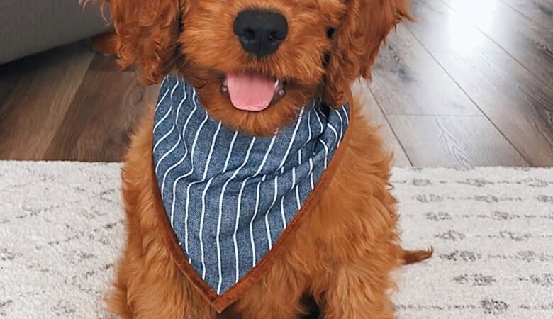 Fitz, f1b Male mini Goldendoodle