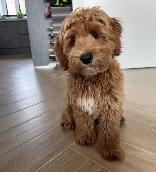 Ollie, Female f1 mini labradoodle - Image 5