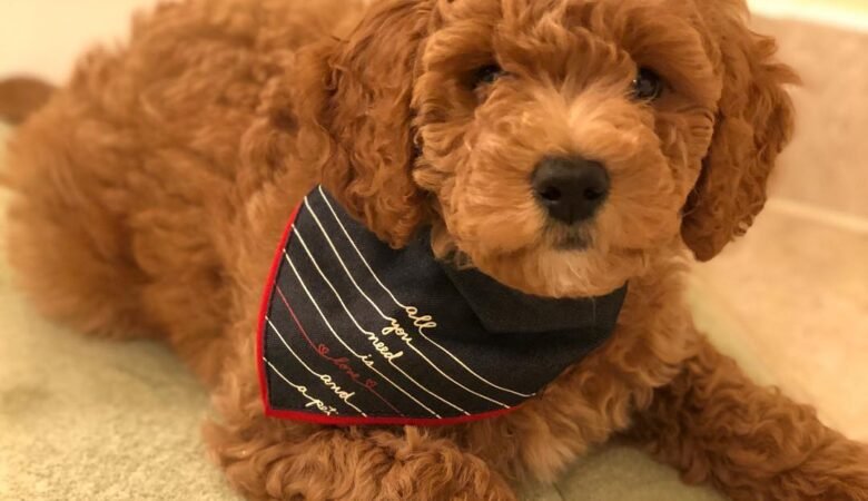 Leo, Male f1b mini labradoodle