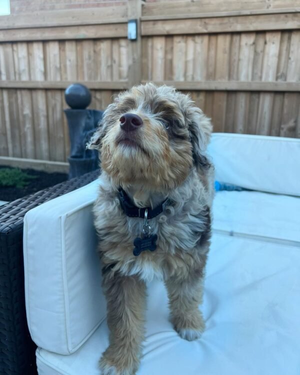 aussiedoodle puppies for sale near me