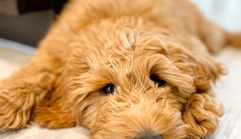 Chowder, Male f1 standard Goldendoodle