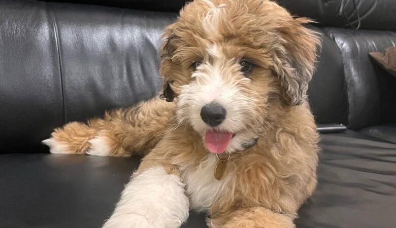 Soba, Male f1 mini Aussiedoodle