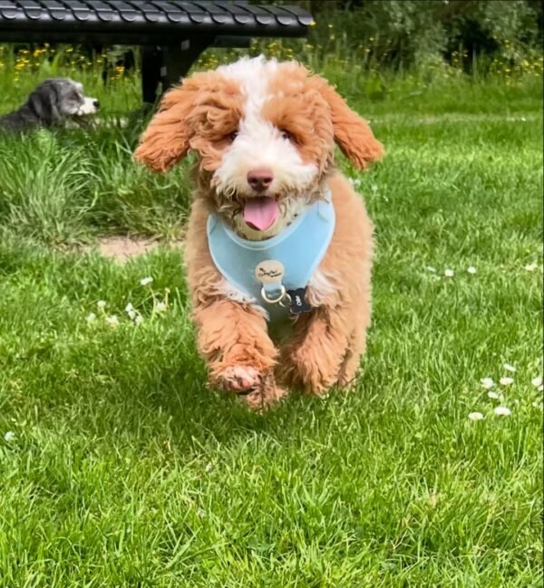 Medium Labradoodle Puppies for Sale Near Me