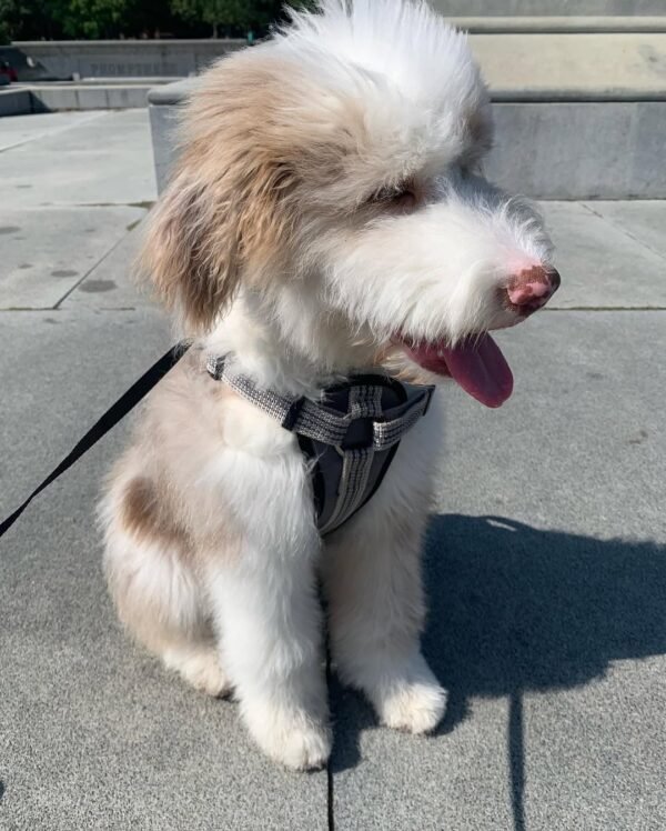 standard aussiedoodle puppies for sale