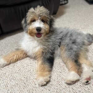 Standard Aussiedoodle Puppies for Sale Near Me