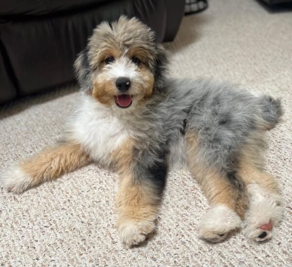 Standard Aussiedoodle Puppies for Sale Near Me