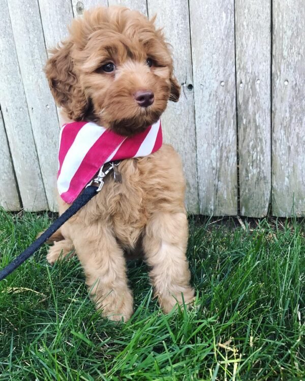 Miniature Labradoodle Puppies for Sale Near Me