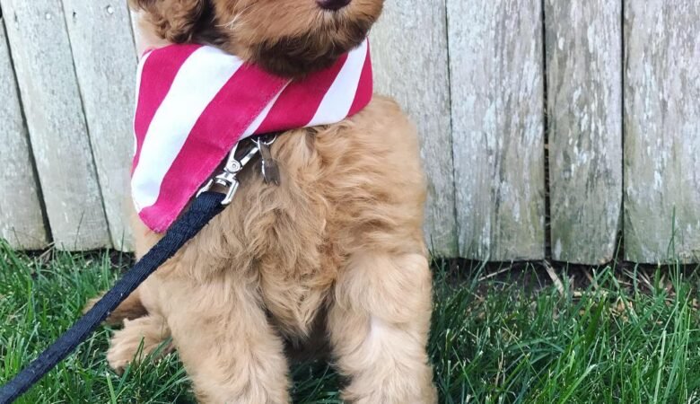 Penny, Female f1b mini labradoodle