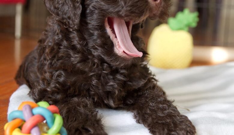 Winter, Female f1b standard labradoodle