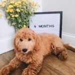 F2B Goldendoodle Puppies for Sale