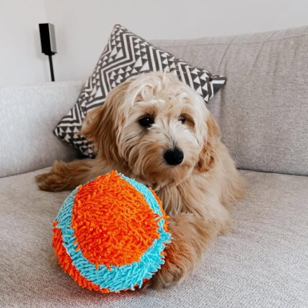 Chocolate Goldendoodle Puppies for Sale