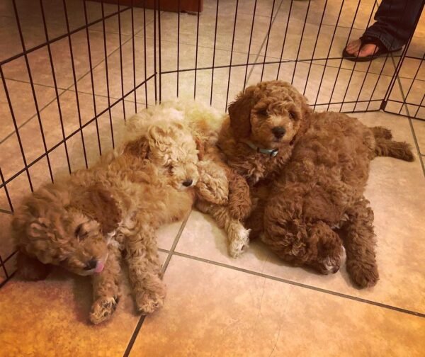 Miniature Labradoodle Puppies for Sale