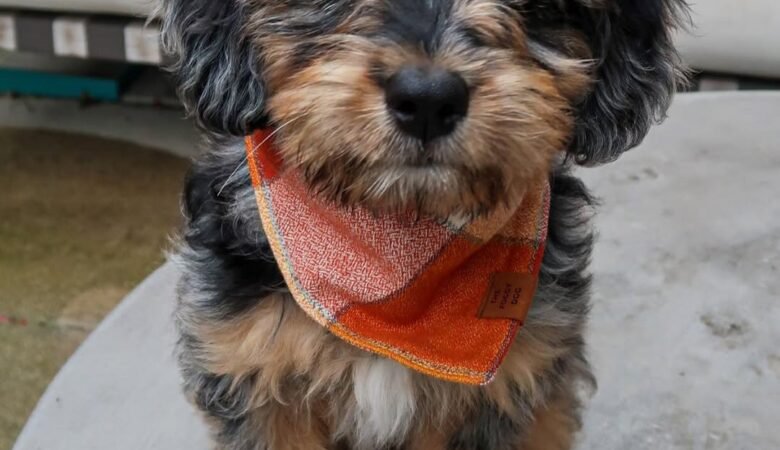 Palmer, Female f1 mini Aussiedoodle