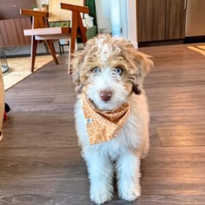 Blue Merle Aussiedoodle Puppies for Sale Near Me