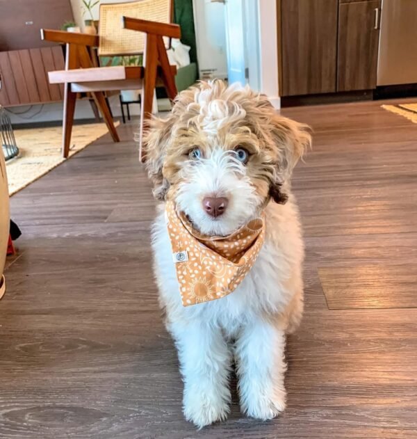 Blue Merle Aussiedoodle Puppies for Sale Near Me